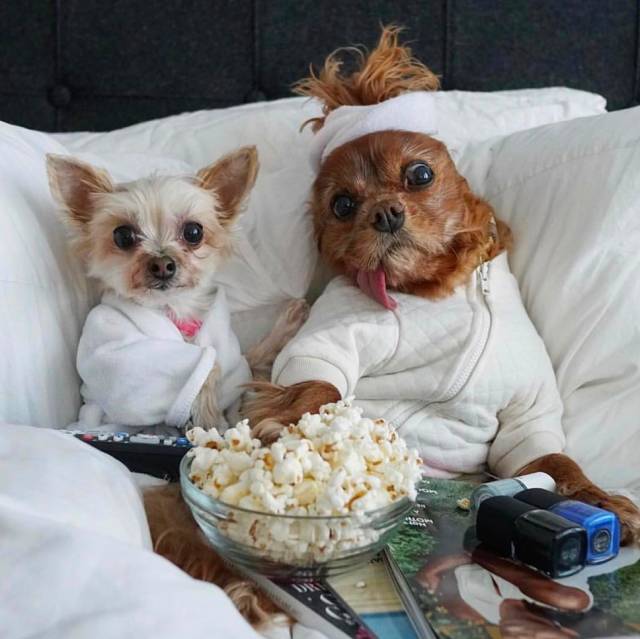 我没牙，我腿短，但我很红！