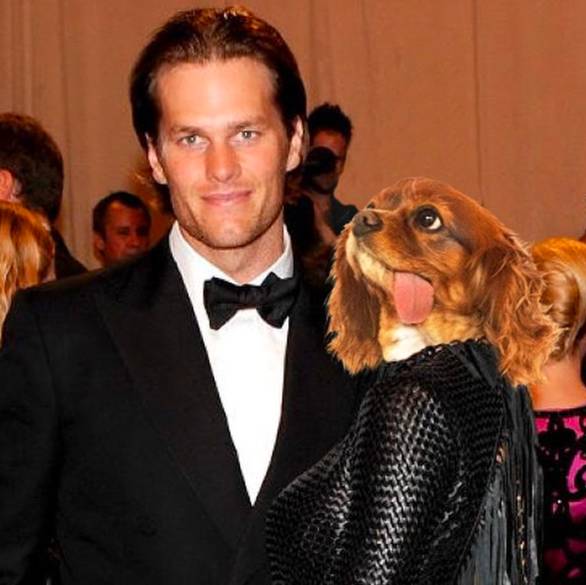 我没牙，我腿短，但我很红！