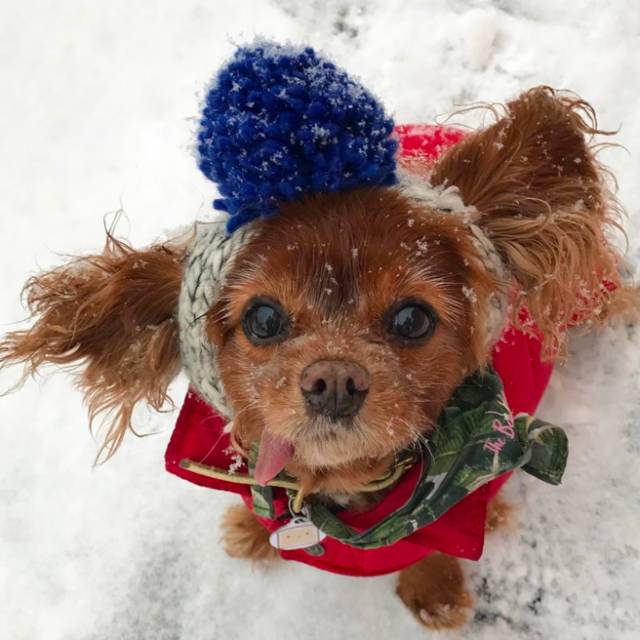 我没牙,我腿短,但我很红!