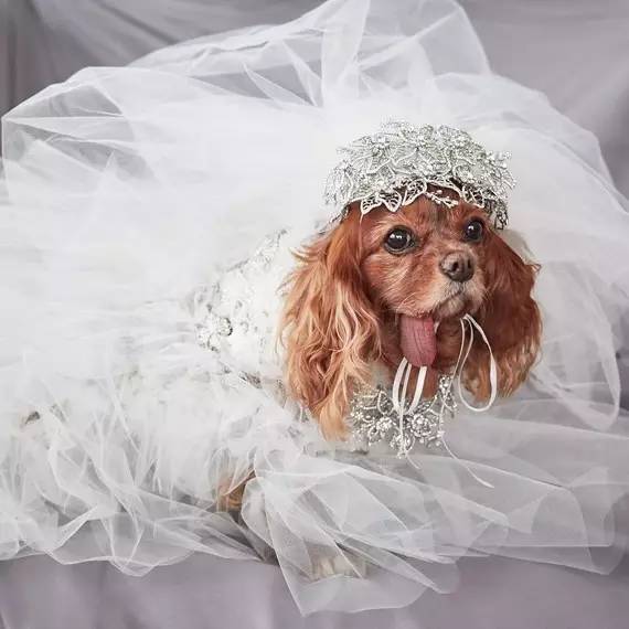 我没牙,我腿短,但我很红!