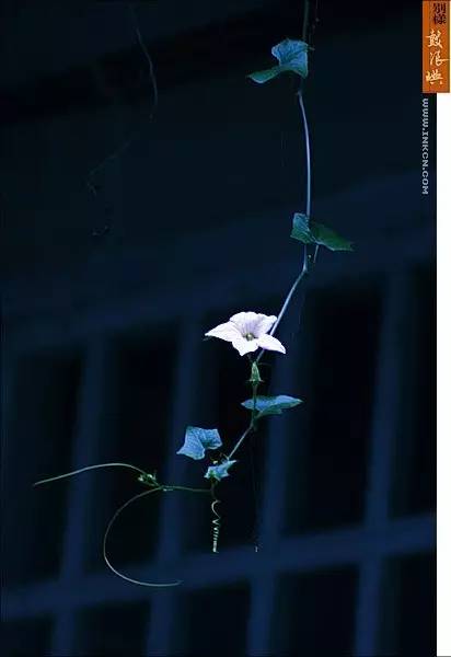 鼓浪屿申遗过程,鼓浪屿申遗40年成功了吗