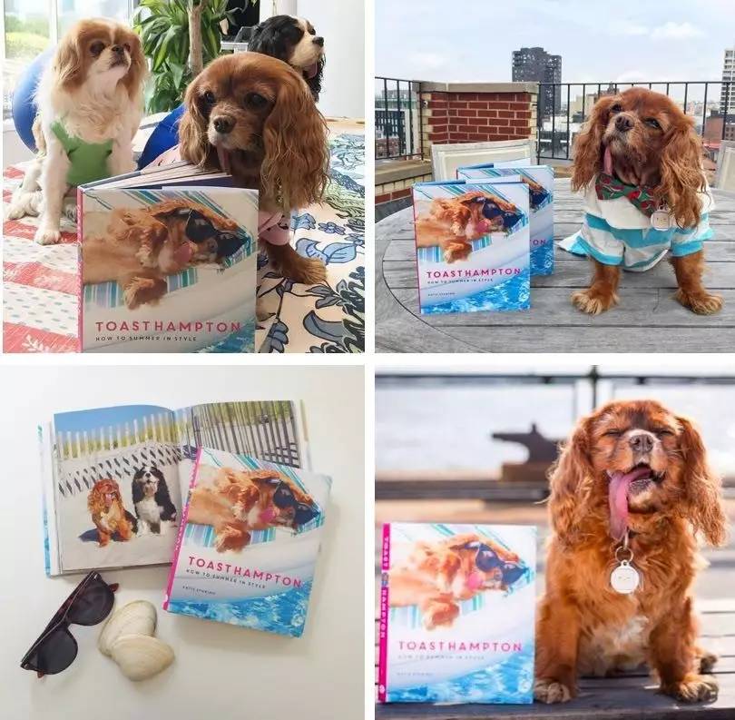 我没牙，我腿短，但我很红！