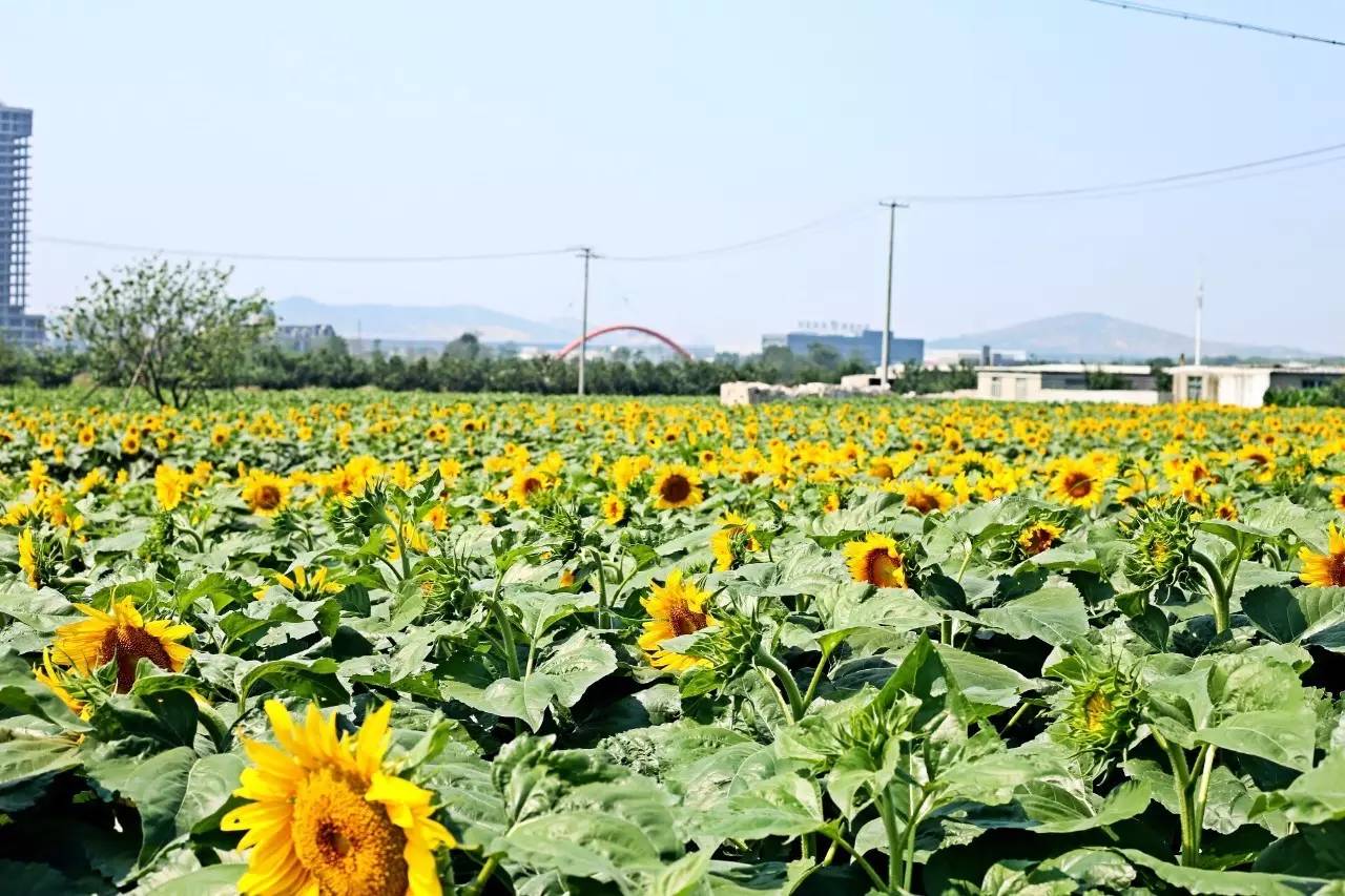 实拍鲅鱼圈“金色海洋”！和你的Ta来场“沉默”的邂逅……