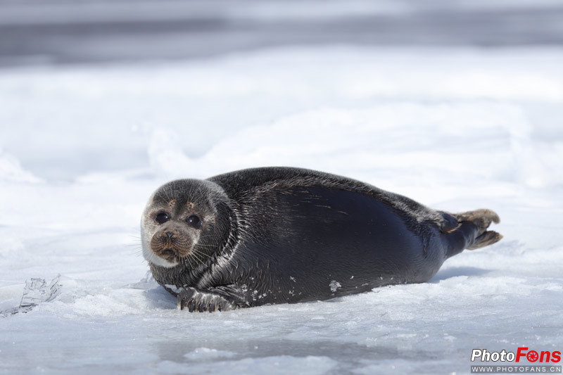 飞入寻常百姓家阅读理解,飞入寻常百姓家介绍