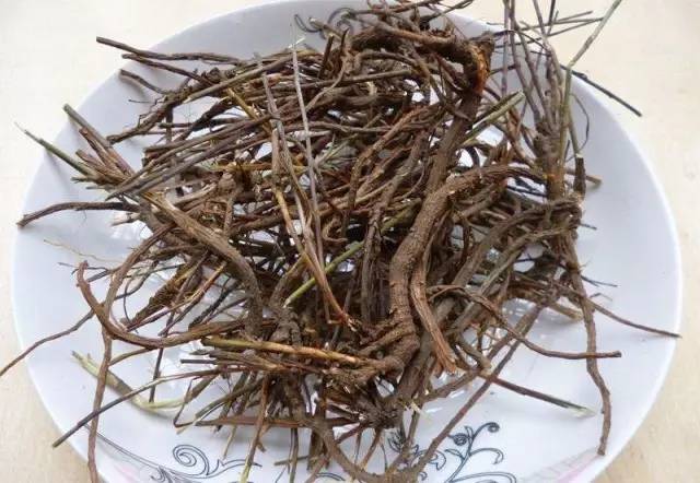 鳖血柴胡,鳖血柴胡是什么意思