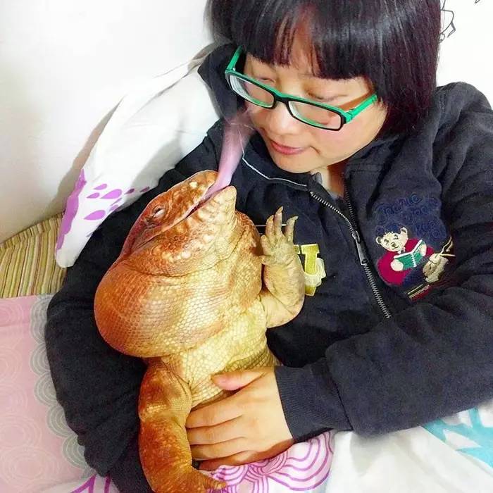 超可爱的宠物蜥蜴,这只宠物太可爱了抖音