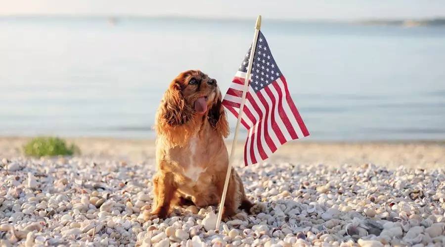 我没牙，我腿短，但我很红！