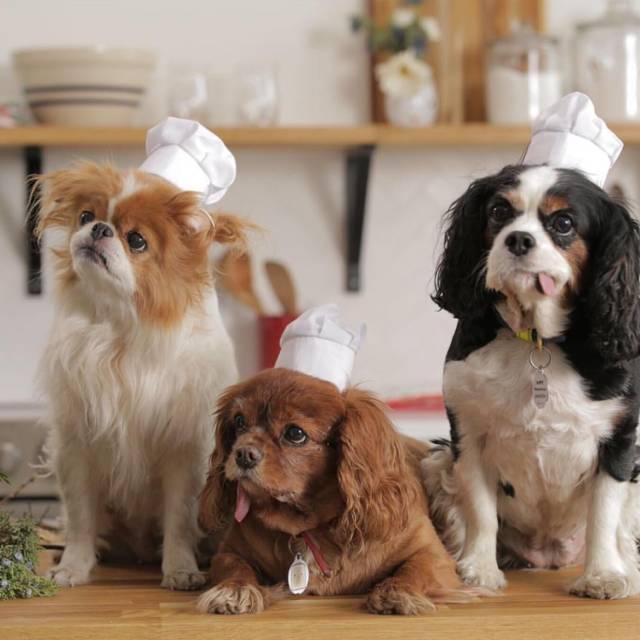 我没牙，我腿短，但我很红！