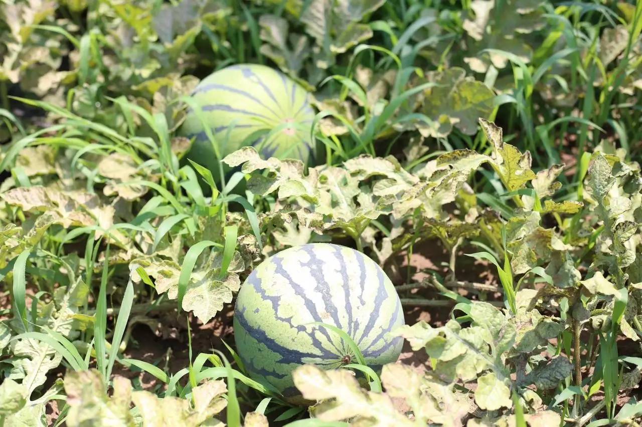 实拍鲅鱼圈“金色海洋”！和你的Ta来场“沉默”的邂逅……