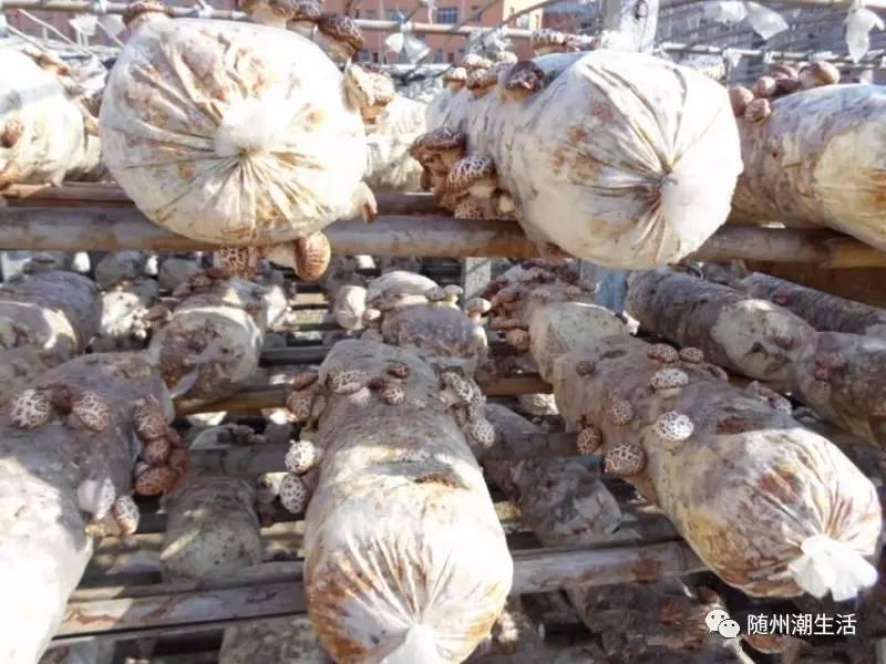 那些你不知道的原声,那些你不知道的精彩片段