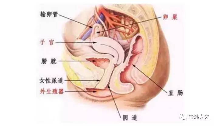 得了直肠前突多吃青菜能预防吗,得了直肠前突怎么治疗