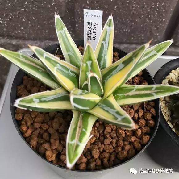 2022年国内多肉展览会,日本限时特卖会