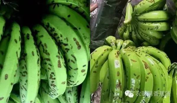 香蕉洗果及打果药技术,香蕉出果期打什么药