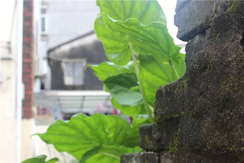 淇澳岛亲子游,一天时间玩转珠海淇澳岛