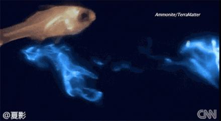 炮弹鱼追人咬,炮弹鱼钓石斑