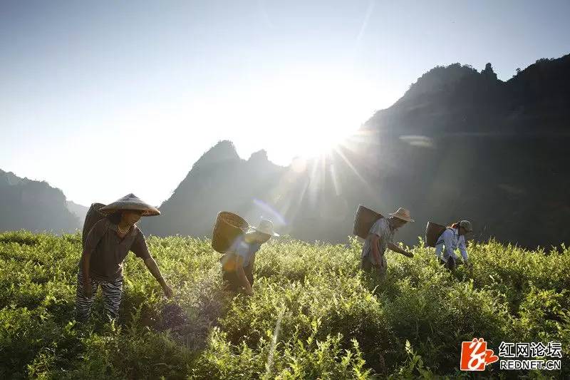 传说中的世外桃源:走进千年土家长寿村