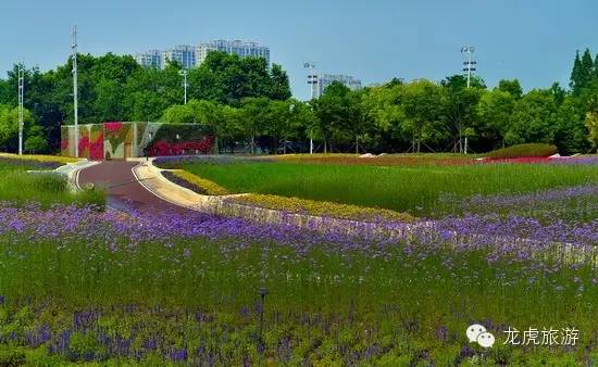 世界最美的郁金香花海,南京郁金香花海