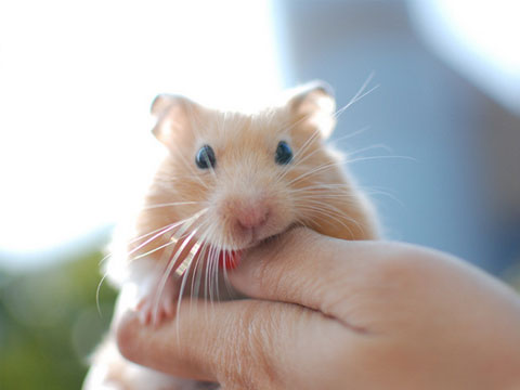 怎么抓布丁仓鼠仓鼠不咬人,银狐仓鼠和布丁仓鼠咬人么