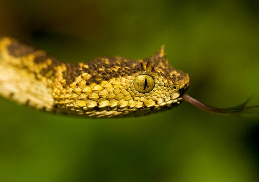 广东农村治毒蛇咬伤的自救草药,江门草药治毒蛇咬伤的有哪些