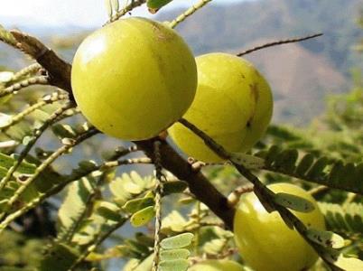 油甘果的功效讲解,油甘果的营养价值及功效