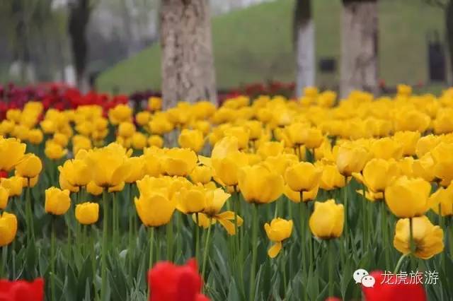 世界最美的郁金香花海,南京郁金香花海