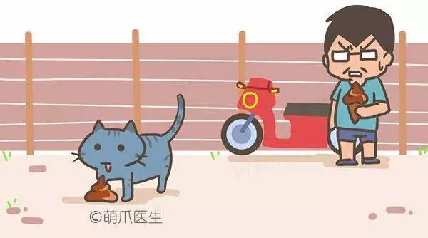 喵星人为什么剃毛,喵星人为什么会乱撒尿