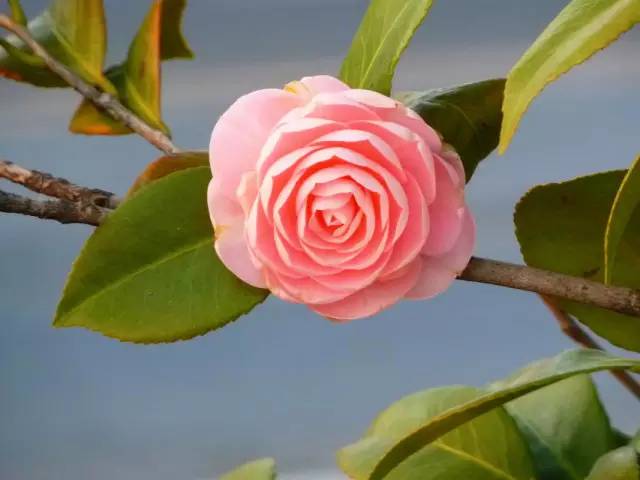 顺时而食节气美食推荐惊蛰篇,今日惊蛰食谱大全