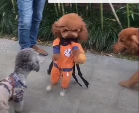 不想养泰迪狗了怎么处理,不想养的狗狗怎样处理