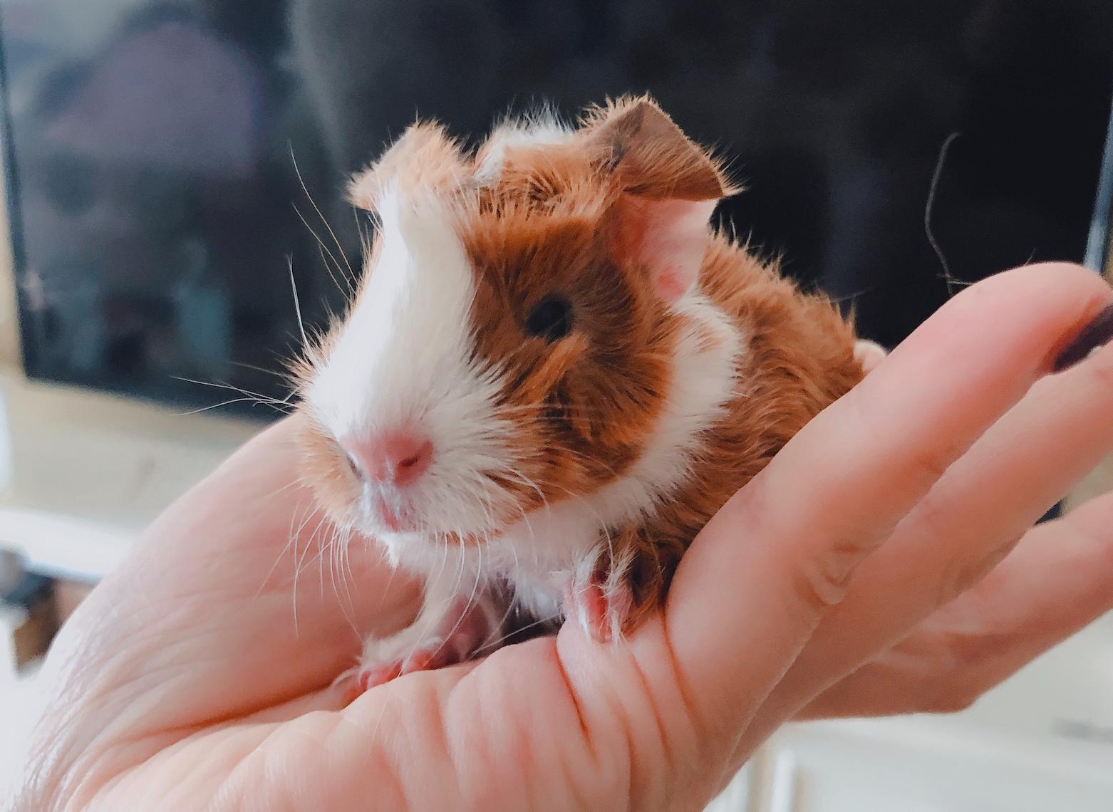 龙猫荷兰猪哪个最好养,荷兰猪仓鼠龙猫三种宠物饲养