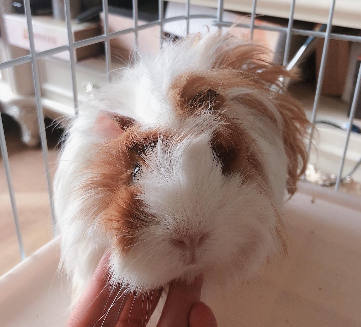 龙猫荷兰猪哪个最好养,荷兰猪仓鼠龙猫三种宠物饲养