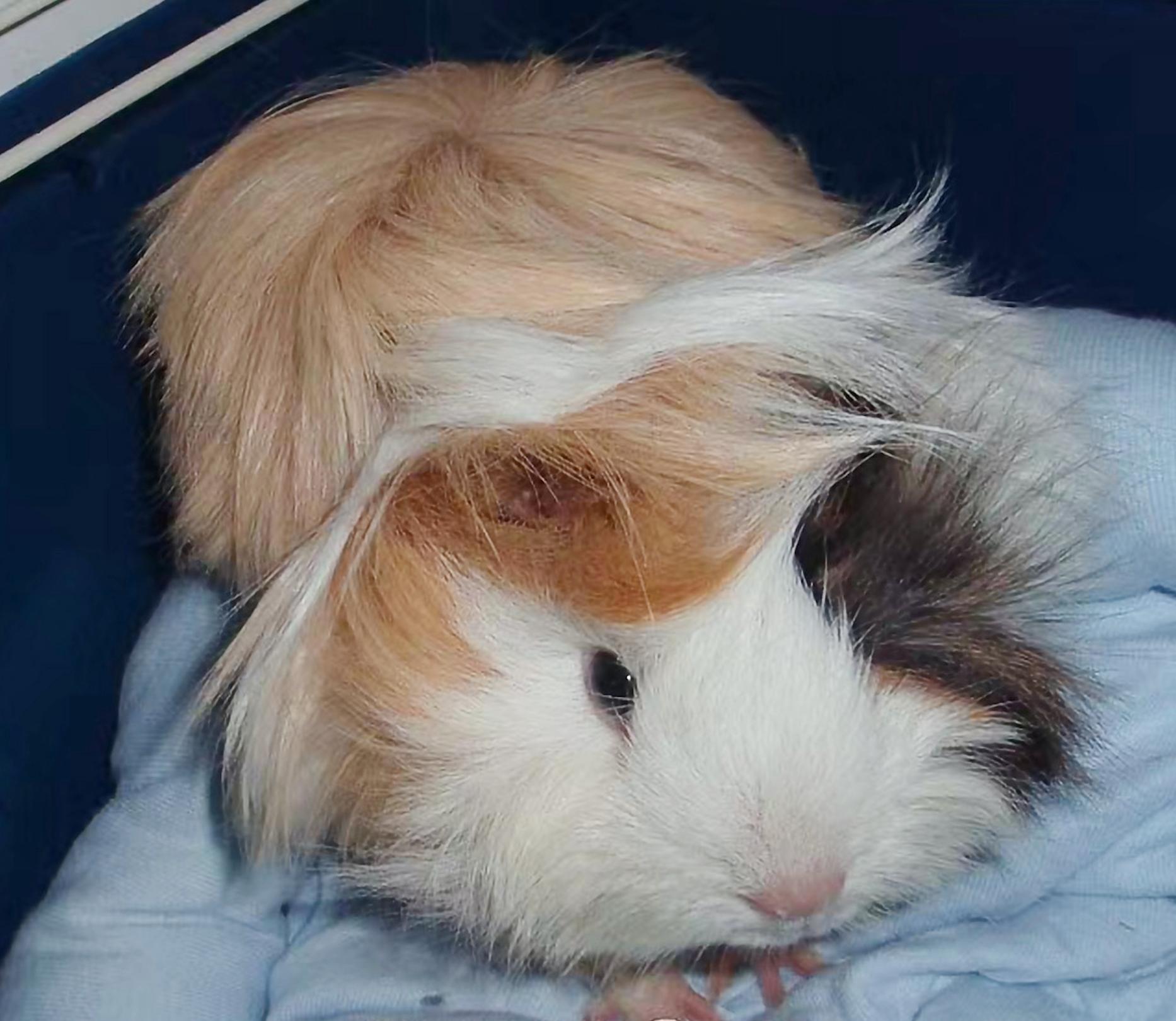 龙猫荷兰猪哪个最好养,荷兰猪仓鼠龙猫三种宠物饲养