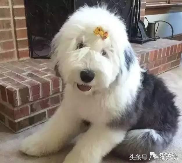 所有的狗狗都有尴尬期吗,科普狗狗知识