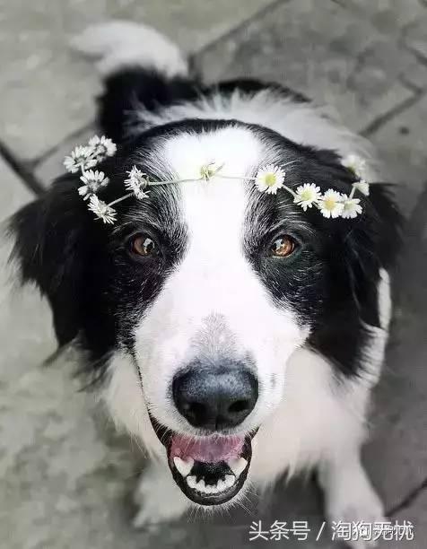 所有的狗狗都有尴尬期吗,科普狗狗知识