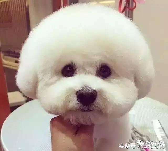 所有的狗狗都有尴尬期吗,科普狗狗知识