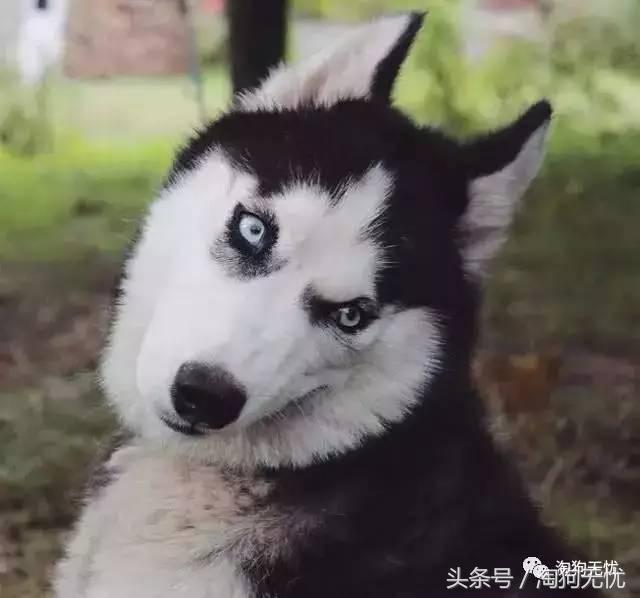 所有的狗狗都有尴尬期吗,科普狗狗知识