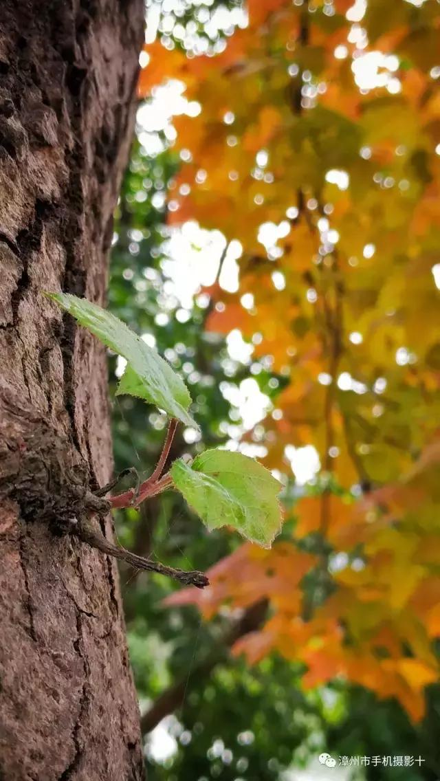 手机摄影作品实景,手机摄影作品展