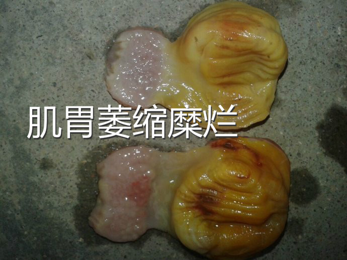 鸡有腺肌胃炎吃什么药,腺肌胃炎最佳治疗方法