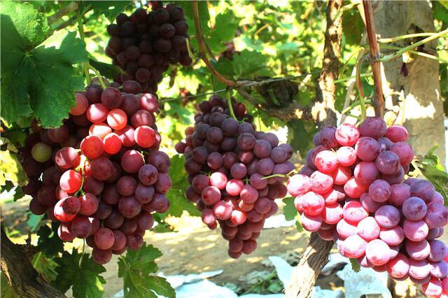 邢台广宗,葡萄王来了