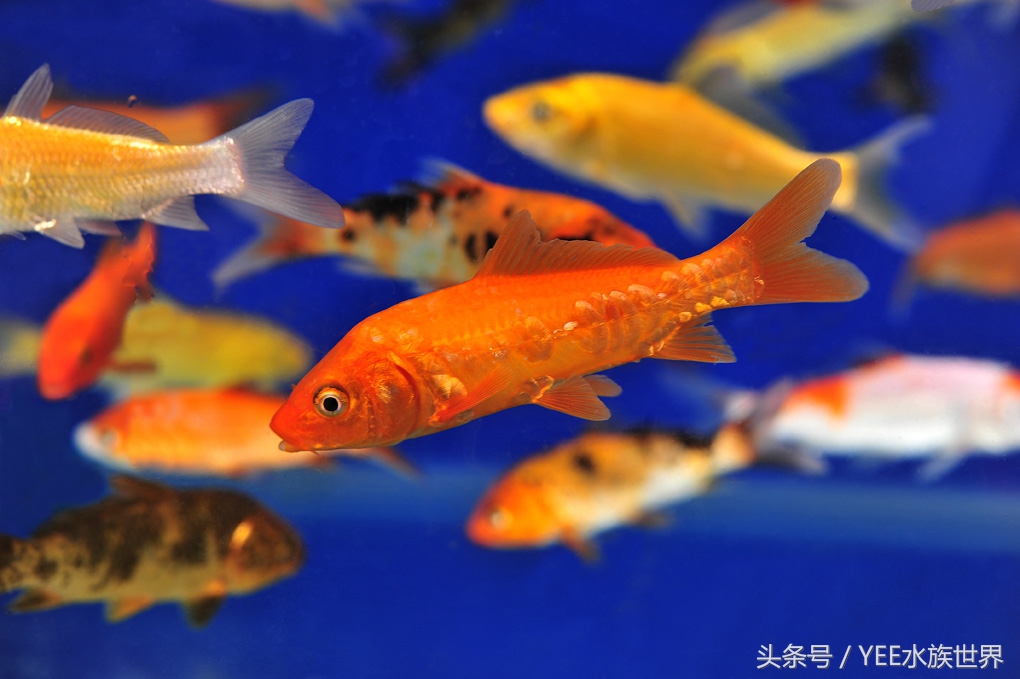 观赏鱼死鱼怎么处理最好,养鱼每天都死鱼怎么回事
