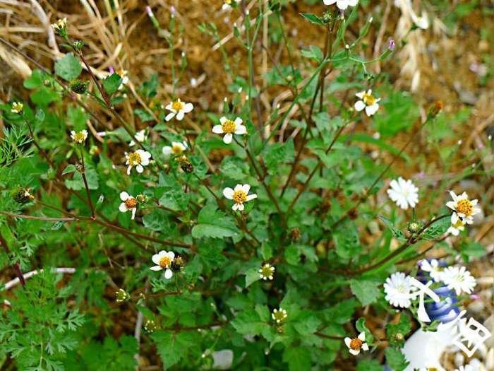 鬼针是双向调节血压吗 (鬼针草降血压怎么样)