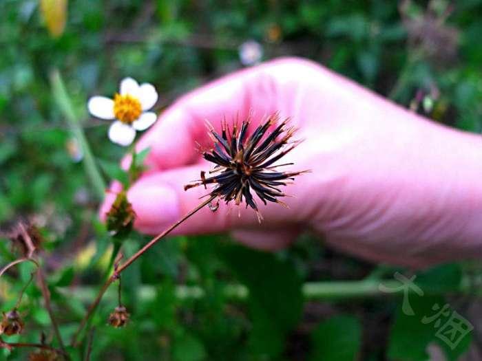 鬼针是双向调节血压吗 (鬼针草降血压怎么样)