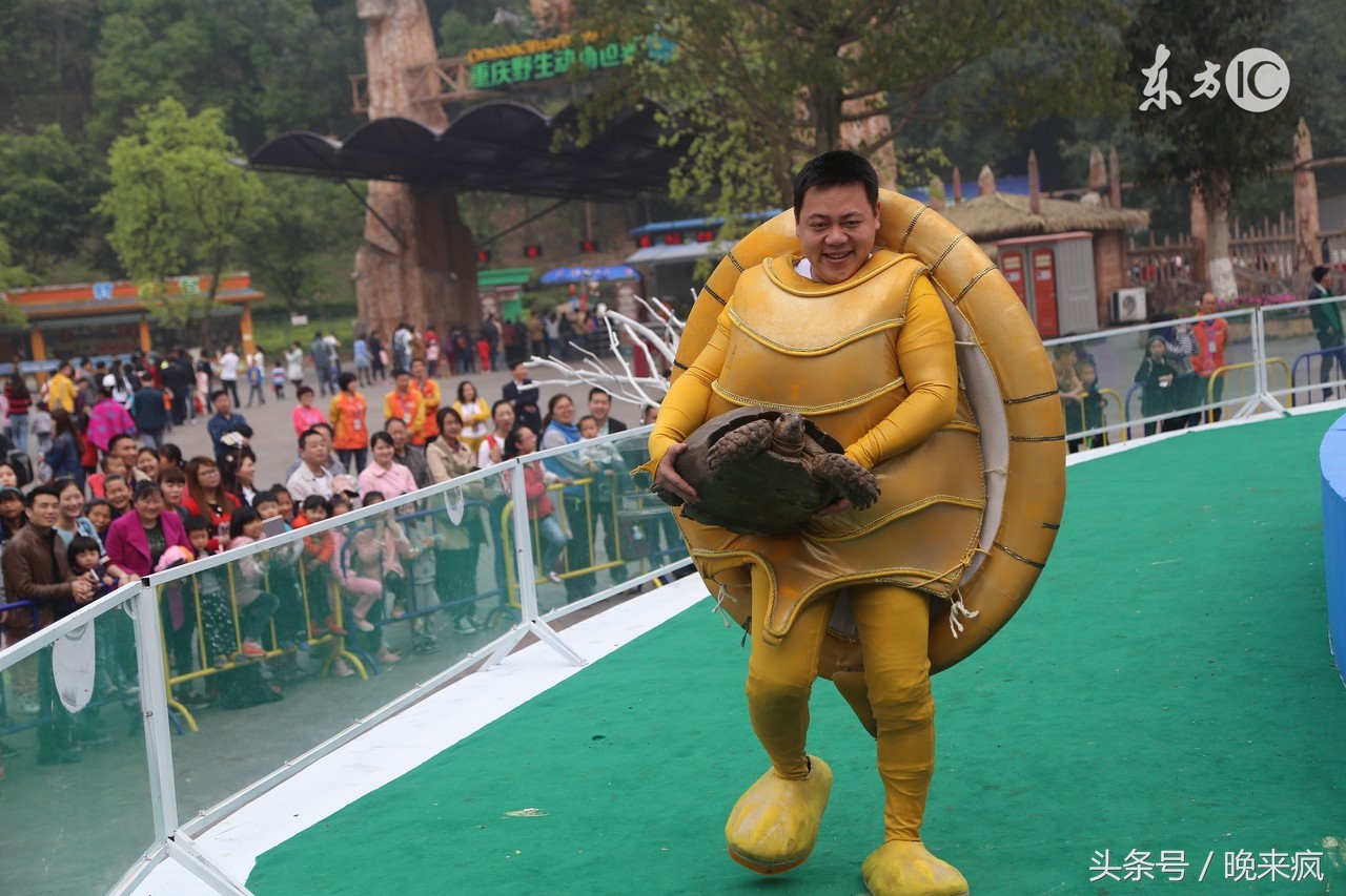 民间故事：空姐空少高大尚吧？可是他们养的宠物却让人无语，是什么呢？