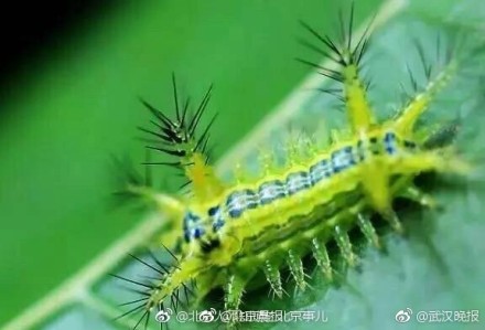 一种虫子很值钱,有一种虫能卖钱