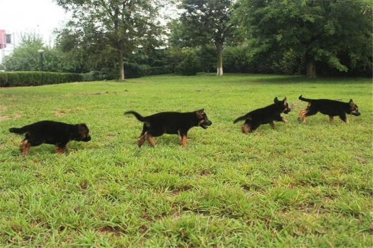 如何给德牧训练,训练德牧的正确方法和技巧