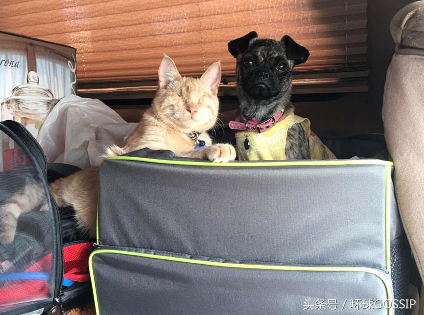 失明的橘猫,失明的小橘猫