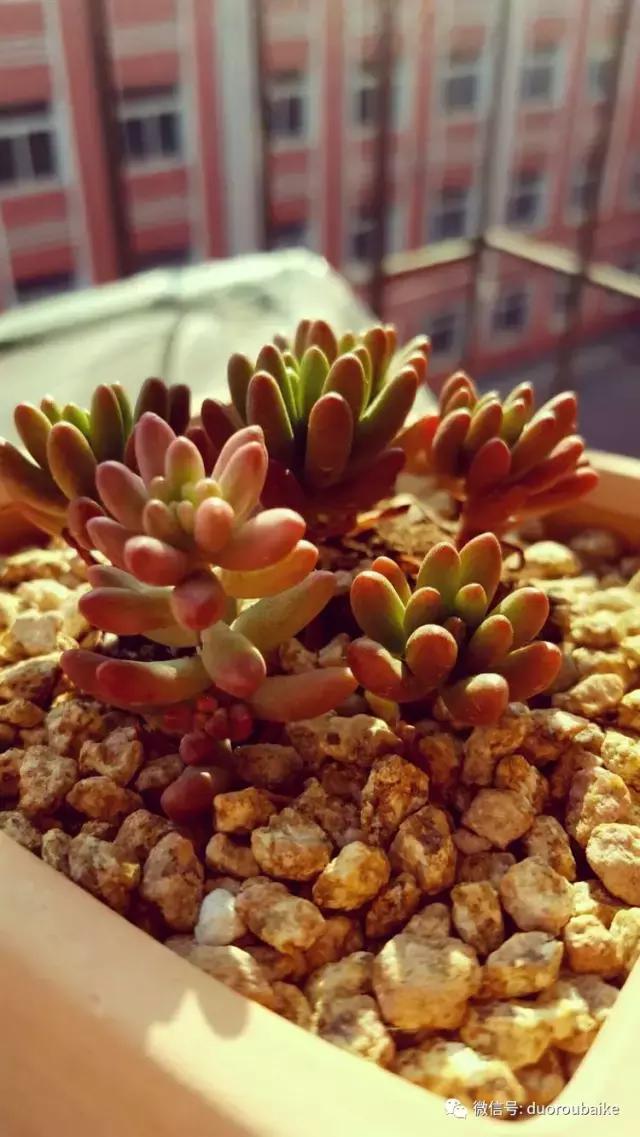 多肉爱好者必须养的有哪些多肉,心头肉多肉