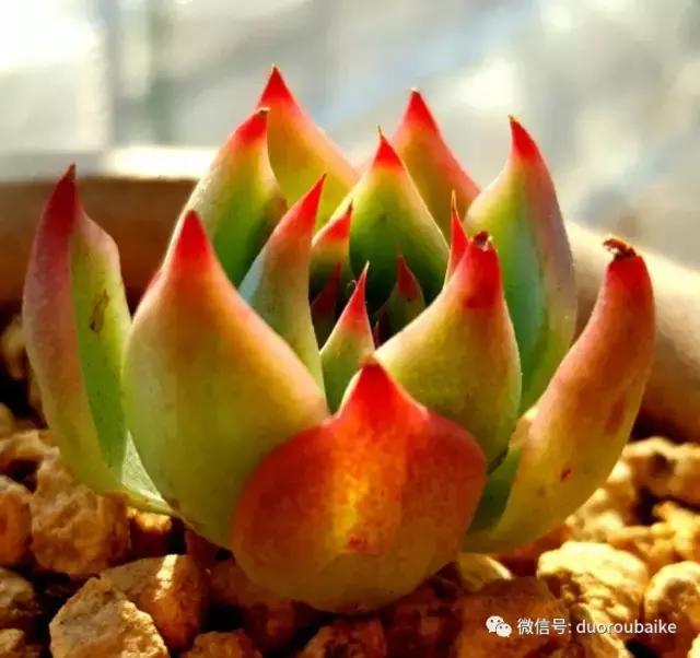 多肉爱好者必须养的有哪些多肉,心头肉多肉