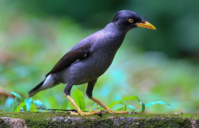 天下一场梦养鸟视频,天下一场梦养八哥