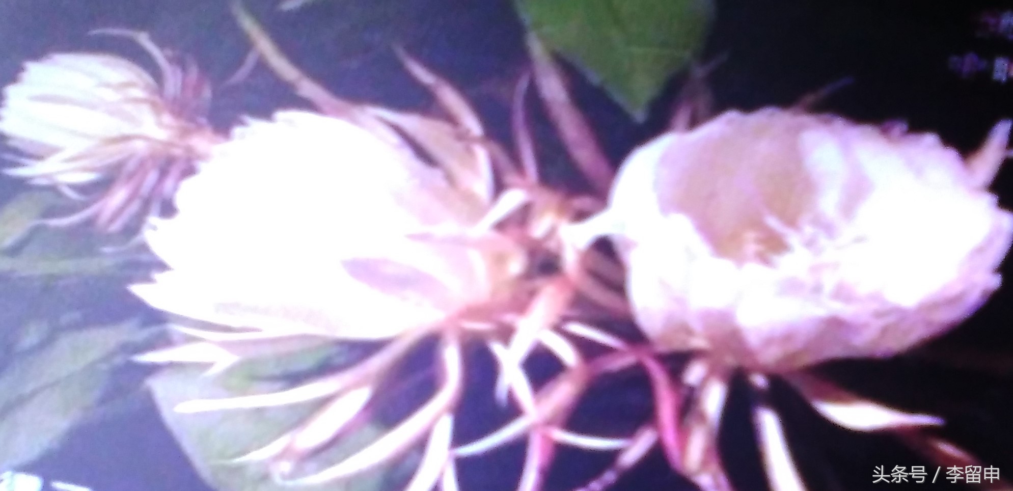 神奇的梦暗藏什么秘密