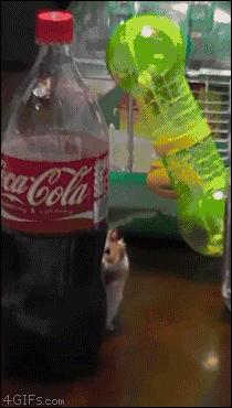 网友把足球PS成猫咪,毫无违和感!看什么看,没猫你踢什么球!